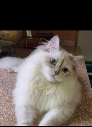 Mia Himalayan breed for adoption