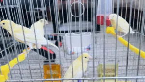للبيع انثى كنار و 4 مخاليف