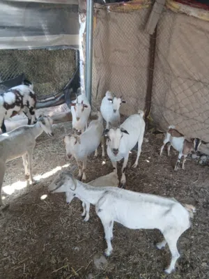 حلال طيب صلنيات