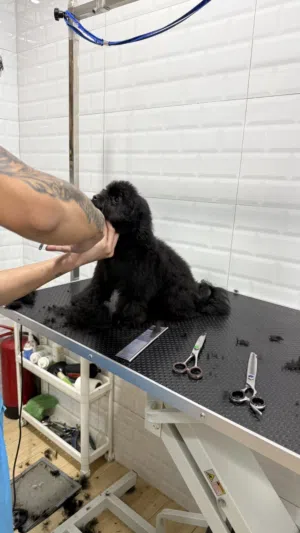 Adorable Maltipoo Puppy   جرو مالتيبو لطيف