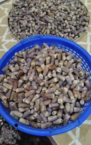 تمر صنف نغال للبيع