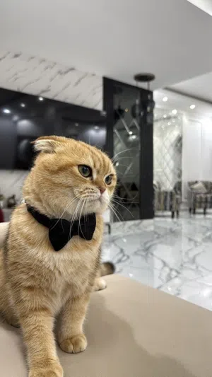 قط ذكر  سكوتش فولد  مع كامل ملحقاته  السعر : 60