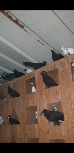 حمام للبيع قفص كامل معهن اولادهن خلط