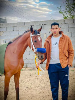 سند علي الفزاني 