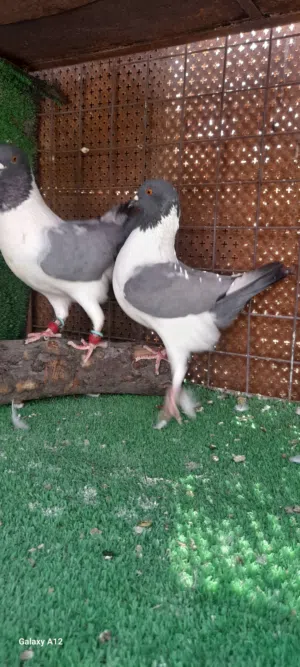 اربع جواز كنكات سيكيات للبيع ان شاءالله