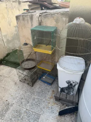 أقفاص مخصصة للطيور