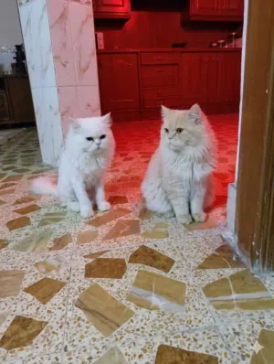 قطط ثنين لتبني