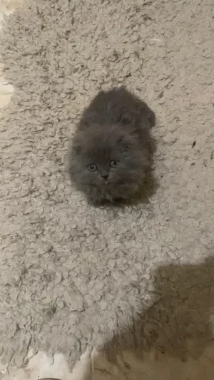 Scottish fold male and female