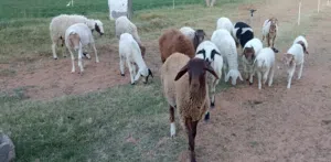 12نعجه فيهم 8بركوسات و2اول جمع وحده تنيه وحده رباع و4خرفان وفطيمة عمرهم 3شهور ونص