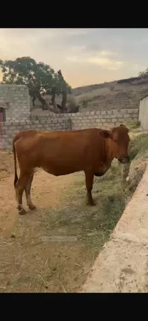 أبقار اضاحي
