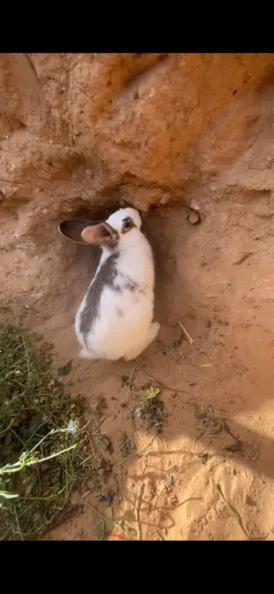 متاح ارنب انتايه اقرا الوصف