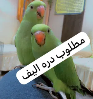 علي امامي 