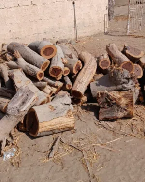 حطب سمر مال مشوي وطبج