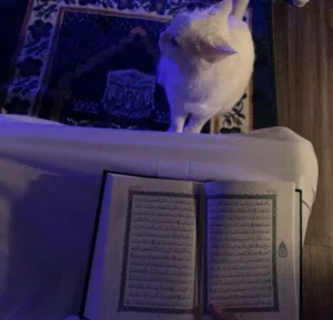 Hamzeh khmmash المعلومات