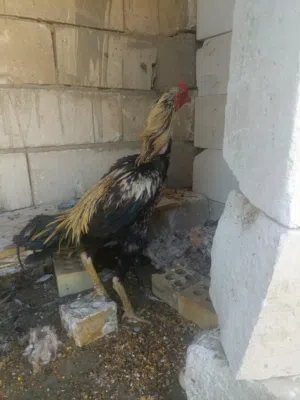 دجاج هراتي ديج ودجاجه. وصف