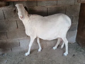 نعجه عشرا علي ميلاد او ل جمع