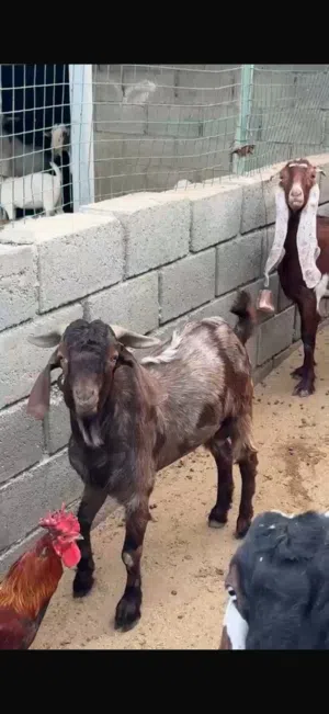 للبيع غنم تربيه باكستاني