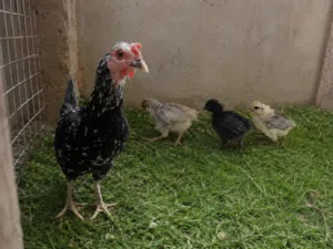 دجاجه عرب بياضه مع فراخها صحتهم فول ب30 وبيها مجال