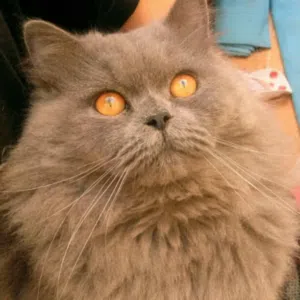 الصلاة والسلام على سيدنا محمد 