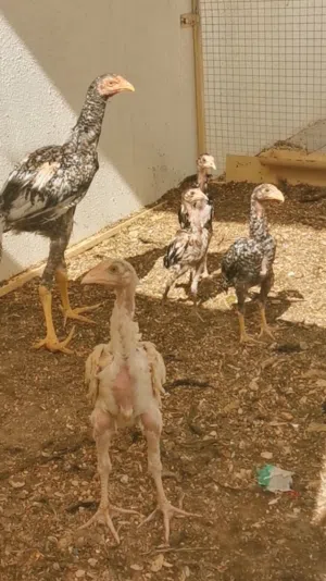 للبيع بتشوات بكستانيات العدد خمسه