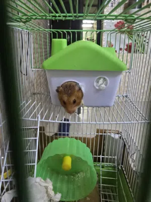 همستر للبيع