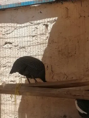 دجاج حبشي ما شاء الله جميل