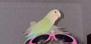 بيع طيور ألوف بيرد