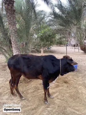 عجل الدار سمين تبارك الله