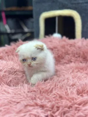 همالايا & سكوتش & جولدن