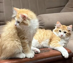 للبيع قطه شيرازيه مع أبنائها