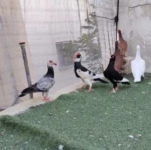 حمام خشنه للبيع