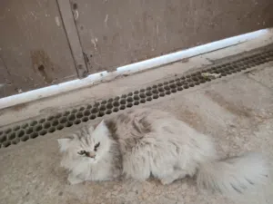 قطه طالبه تزاوج