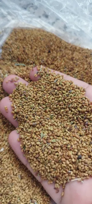 يوجد بذر قت عماني  ممتاز  ومضمون ذهب ماشاء الله ..الكمية محدودة