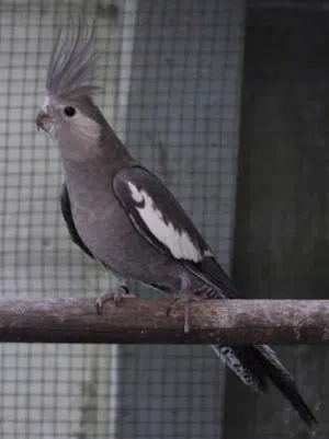 مطلوب انثى كوكتيل وايت فيس