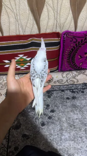 سلام عليكم كوكتيل اليف