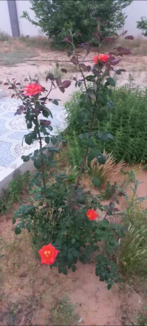 170 m2 3 Bedrooms Townhouse for Rent in Tripoli Wadi Al-Rabi