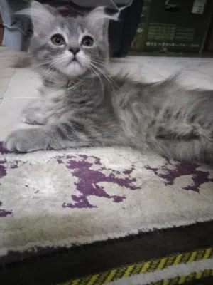 قط برتش لونج هير