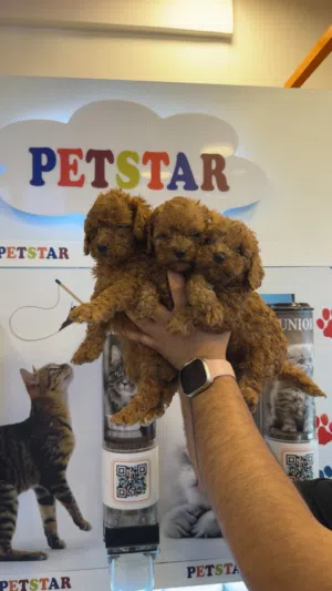 كوريان توي بودل الأصلي_ korean toy poodle