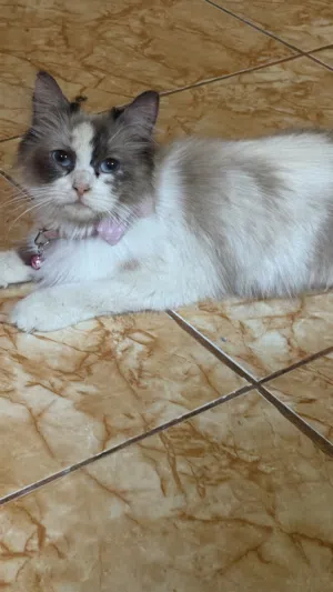 قطط للبيع ام و أطفالها