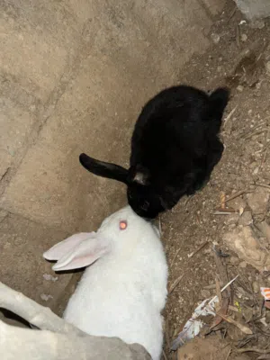 6ارانب للبيع