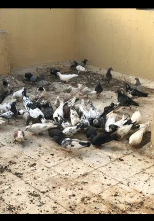 حمام للبيع