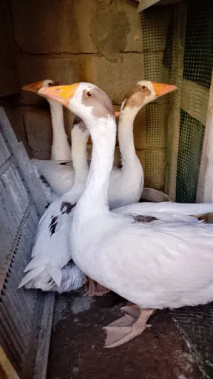 السلام عليكم بطوط للبيع مخلفات