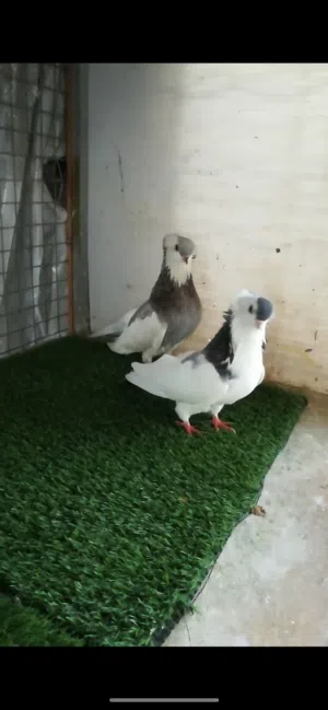 متاح جوز فيينا