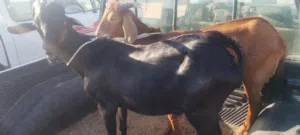 زوز جديان واحد عربي وتاني فرنسي