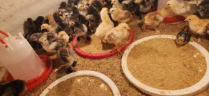 كتكوت براهما وسبرايت انيق وعربي