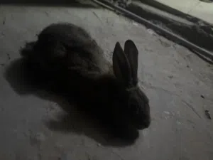 أرنب أنثى للبيع العمر 4اشهر ونص