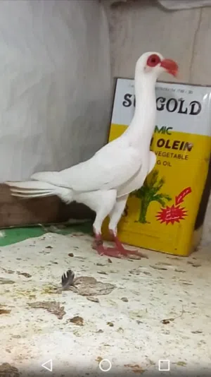 جواز فحول مستويات