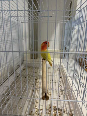 طير روز تواصل خاص