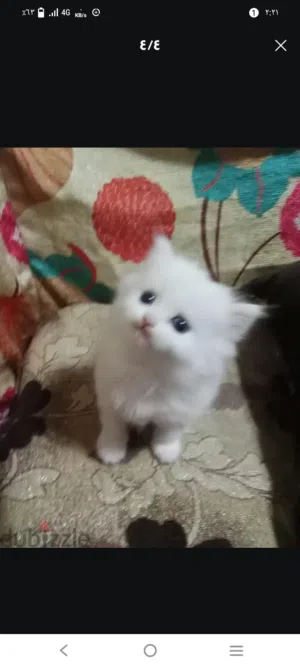 قطط شيرازي