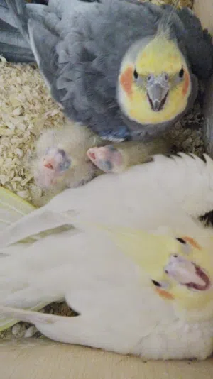 Cocktail baby